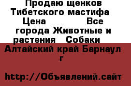 Продаю щенков Тибетского мастифа › Цена ­ 45 000 - Все города Животные и растения » Собаки   . Алтайский край,Барнаул г.